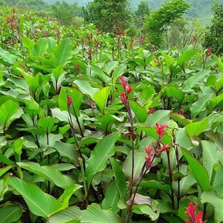 Cây dong riềng đỏ khô 1kg 981sp