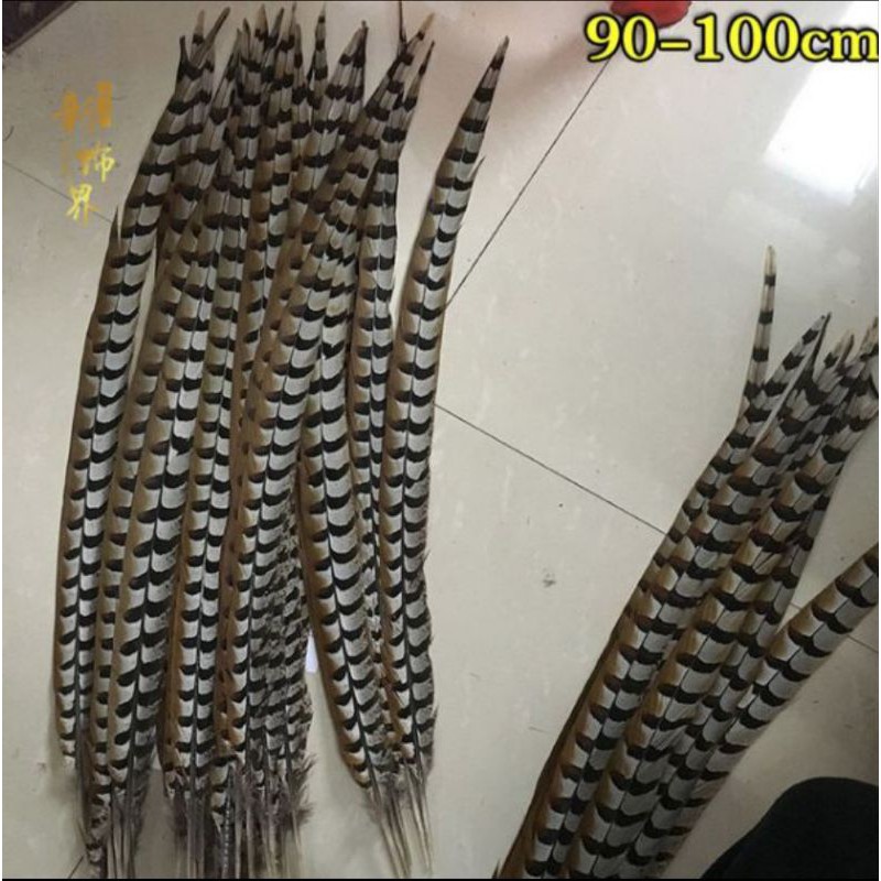 Cặp Lông Trĩ Tôn Ngộ Không Dài Từ 60cm Đến 150cm