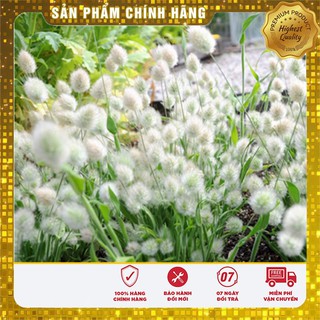 Hạt Giống Cỏ Đuôi Thỏ (50 hạt ) LUCKY SEEDS