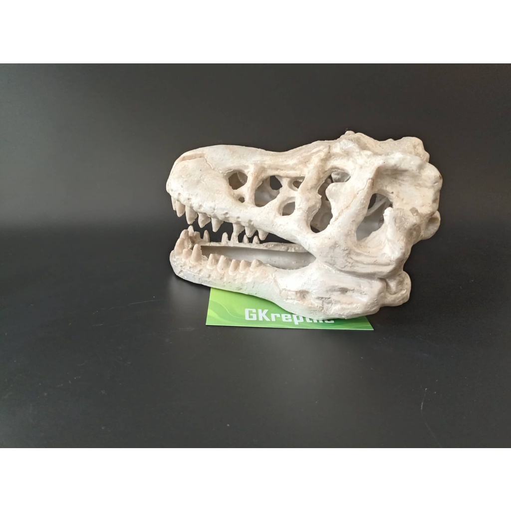 Mô hình trang trí sọ khủng long cho chuồng nuôi