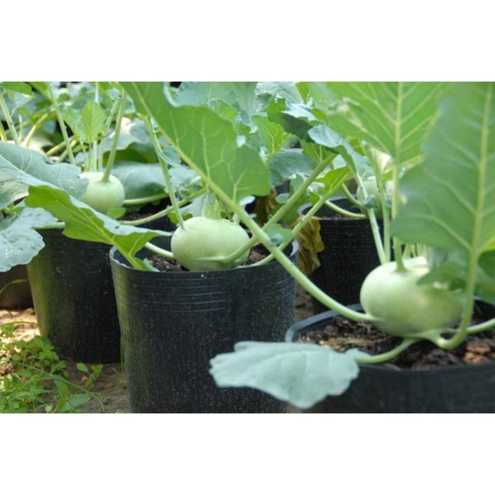 Hạt giống xu hào xanh 200 hạt