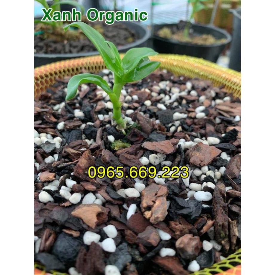 1kg Giá Thể Trồng Lan Cao Cấp Đã Xử Lý cho người tập chơi