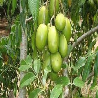 Cây CÓC THÁI LÙN SIÊU QUẢ