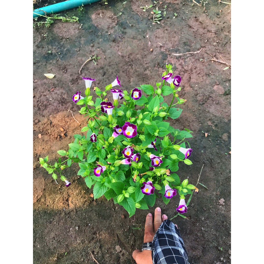 Cây hoa mắt nai, chiều cao 10-15cm cây sai hoa và nụ, phát triển rất nhanh, cây hoa cảnh trang trí bồn cây và công viên
