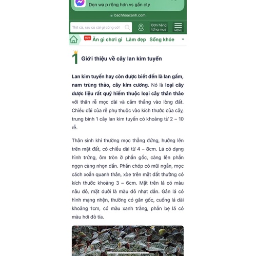 Set Canh Lan Kim Tuyến