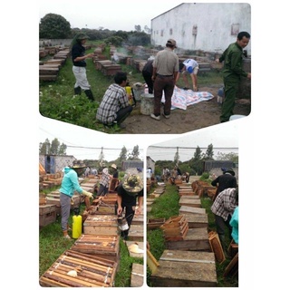 MẬT ONG HOA BẠC HÀ NGUYÊN CHẤT 100%