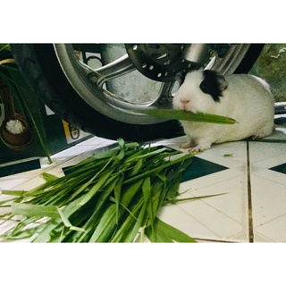 Cỏ lông tây thức ăn dinh dưỡng cho thỏ,bọ ú