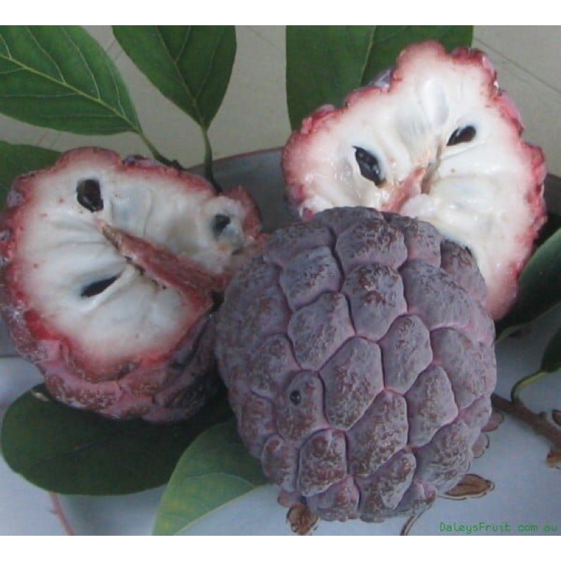 Cây giống na tím