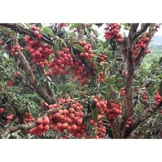 CÂY GIỐNG VẢI THIỀU SIÊU QUẢ DÒNG QUẢ SỚM- CAM KÊT GIỐNG CHUẨN F1