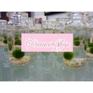 Tảo cầu marimo Nhật Bản
