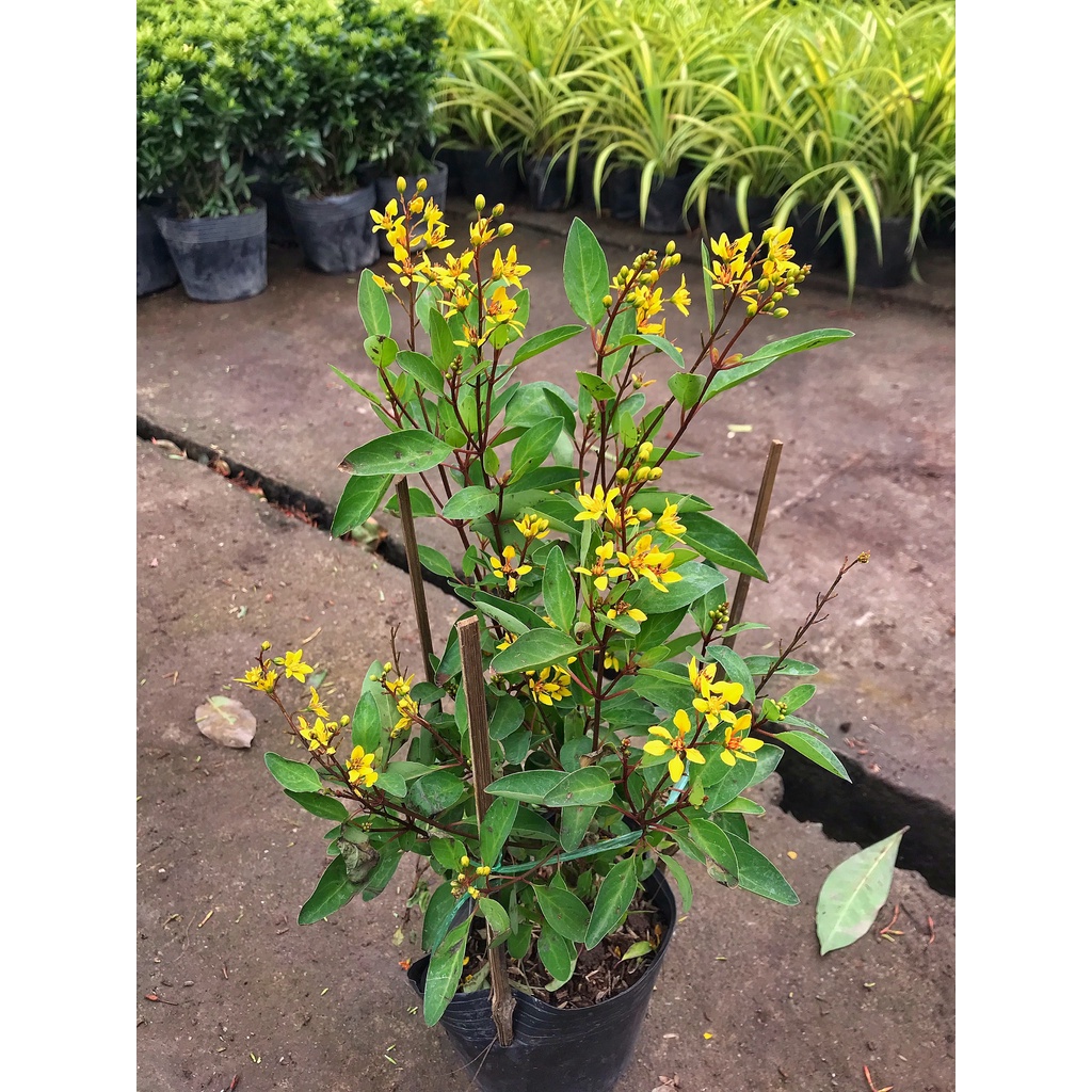 Cây hoa kim đồng vàng cao 35cm, cây cực sai hoa và nở quanh năm, trang trí cảnh quan, sân vườn