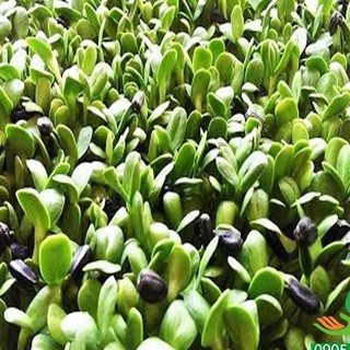 Hạt Mầm hướng dương ( 50gr/Gói )