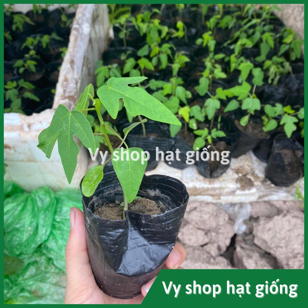 Hạt giống đu đủ lùn Phuket ruột đỏ siêu trái gói 30 hạt