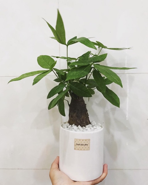 Chậu cây kim ngân, cây phong thuỷ kim ngân nhỏ