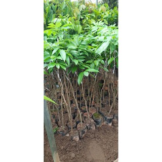 cây giống vải không hạt
