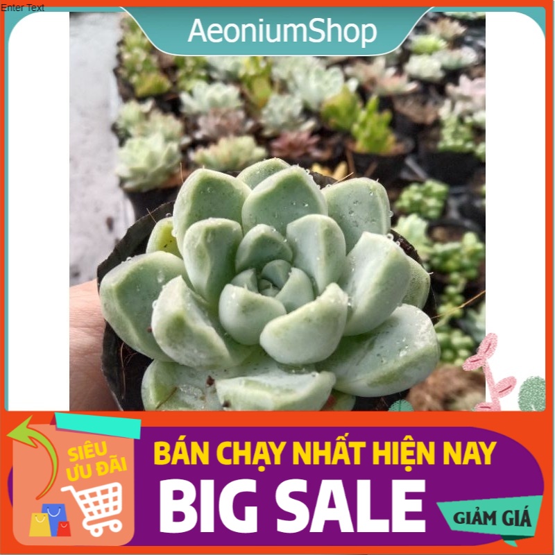 THỨC ĐÊM CHỜ SAO BĂNG QUÁ KHỔ ?? SAO HONG TỰ ORDER CHO MÌNH MỘT BÉ SEN ĐÁ SAO BĂNG SIZE MINI 8X8 CM ĐÃ THUẦN KHÍ HẬU