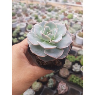 SEN ĐÁ HỒNG PHẤN🌵SIZE6CM🌵SEN ĐÀ LAT🌵THUẤN SỨ NÓNG🌵FREESHIP🌵1 ĐỔI 1