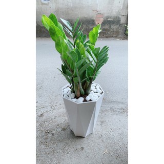 Chậu Cây Kim Phát Tài 70cm (Kim Tien)