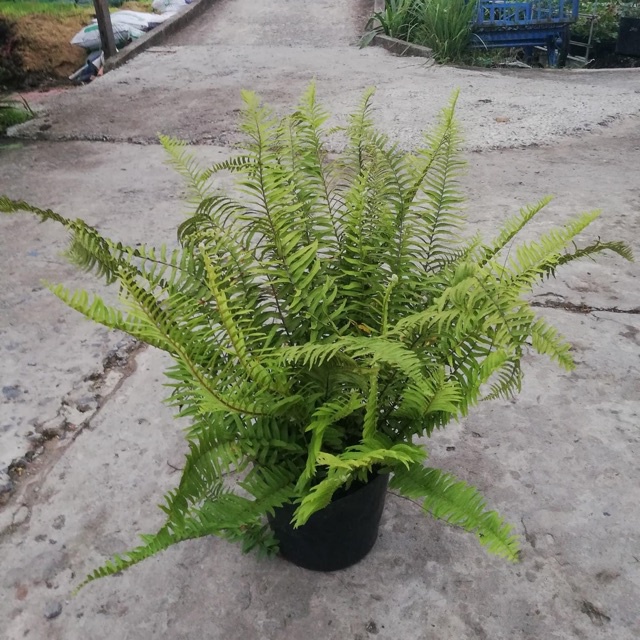 Cây dương xỉ tặng phân bón cho cây