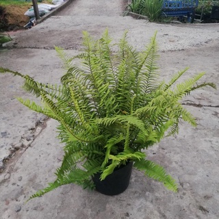 Cây dương xỉ tặng phân bón cho cây