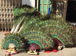 Lông công 80-85cm loại siêu TO ĐẸP