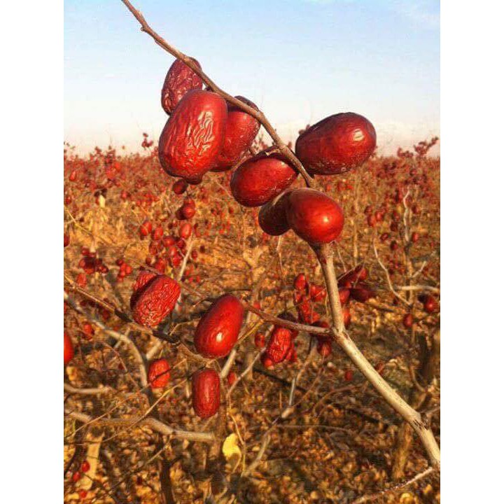 túi 500g táo đỏ hàn quốc siêu to | BigBuy360 - bigbuy360.vn