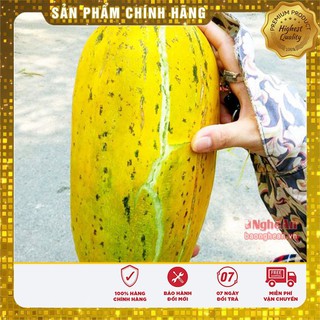 HẠT GIỐNG DƯA BỞ THƠM QUẢ DÀI