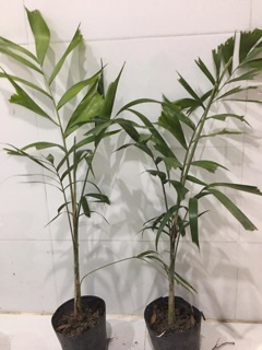 Cây 🌲 Cao đuôi chồn