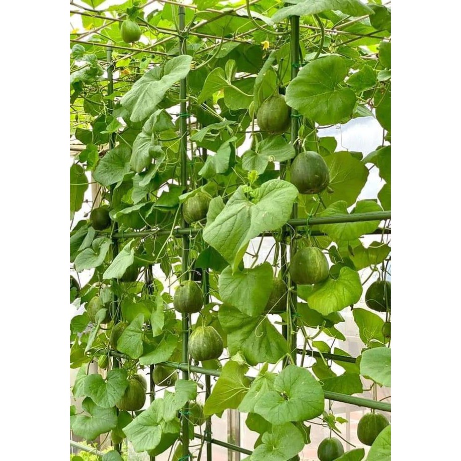 Dưa Lê Xanh Lục Ngọc F1(Gói lẻ 20 hạt)