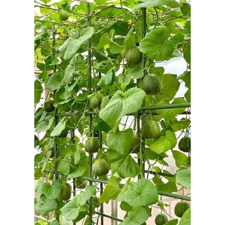 [Hạt Giống Đài Loan] Dưa Lê Xanh Lục Ngọc F1(Gói lẻ 20 hạt)