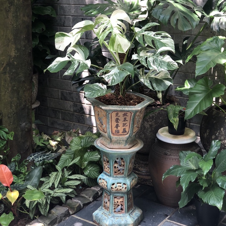 Giá thể kiểng lá cao cấp 2kg thông thoáng cho rễ phát triển chuyên dụng trồng cây kiểng lá cây cảnh indoor