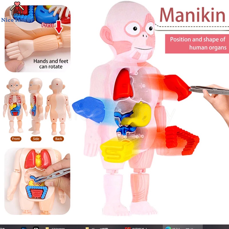 Đồ Chơi Cơ Thể Người 3D Lắp Ráp DIY Hỗ Trợ Dạy Học Y Tế Cho Bé Qy0u