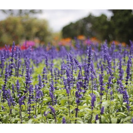 Hạt Giống Hoa Nữ Hoàng Xanh Xôn Xanh Blue 20 HẠT