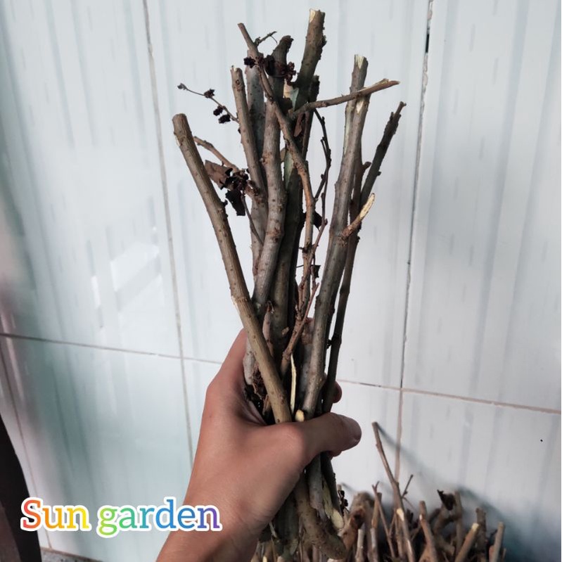 Nhánh cây dâu tằm phơi khô