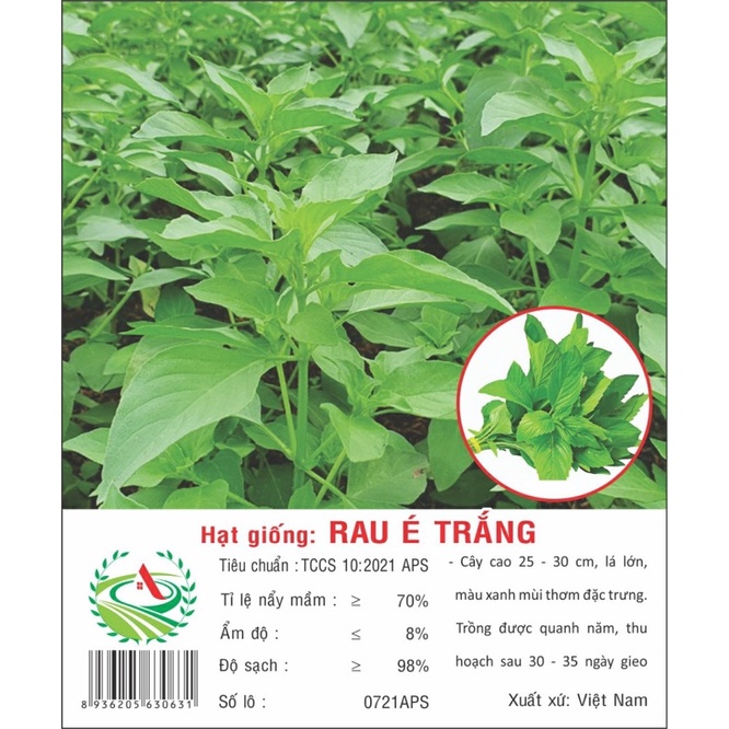 Gói hạt giống rau é trắng ( Gà nấu lá é )