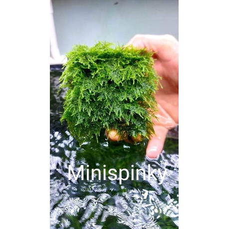 Rêu thủy sinh - Mini Spinky lá nước và Cầu rêu 9x9- Trang Trí Hồ Cá Thuỷ Sinh - Rêu Thuỷ Sinh Dễ Trồng