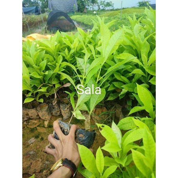 Cây giống sala
