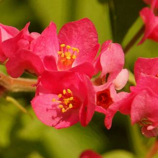 hạt giống hoa tigon