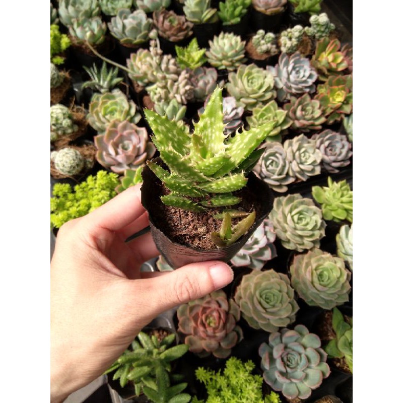 Combo 10 bầu sen đá 🌵FREESHIP🔥Đã thuần khí nóng🌟  lỗi 1 đổi 1