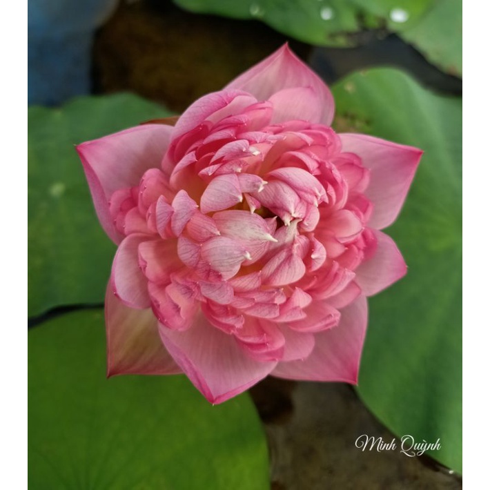 Củ sen Táo hồng