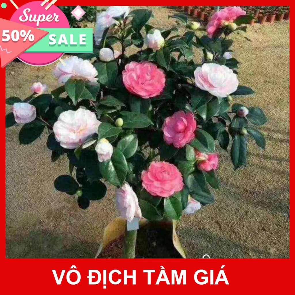 Giống Chuẩn CÂY HOA TRÀ MY TAM SẮC 3 MÀU