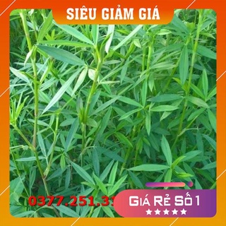 Gói 200g hạt giống cỏ stylo siêu năng suất - hạt giống cỏ họ đậu, cỏ chăn nuôi