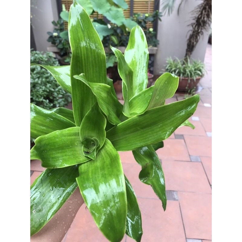 Combo 5 cây lược vàng