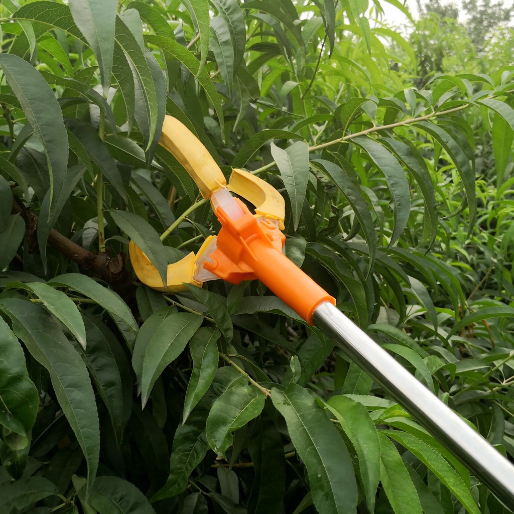 Gậy hái hoa quả