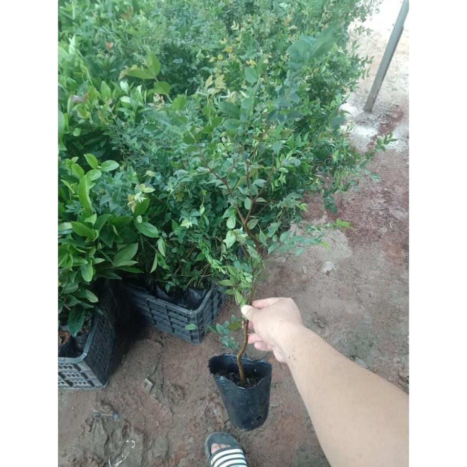 Cây nho thân gỗ quả to đen ngọt cây con giống F1 khỏe mạnh không sâu bệnh . .