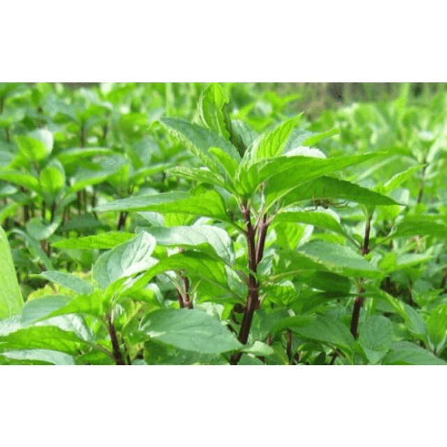 Hạt Giống Rau Húng Quế 2g  giá sỉ
