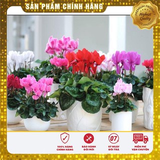 Hạt giống Hoa Anh Thảo Mix 5 Hạt