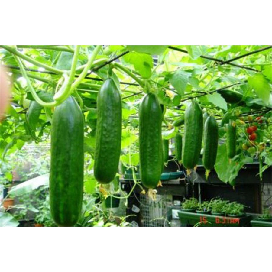 Hạt Giống Dưa Chuột Nếp Ta  - Dễ Trồng, Giòn Ngọt , Giàu Dưỡng Chất - MUA 3 TẶNG 1 CÙNG LOẠI