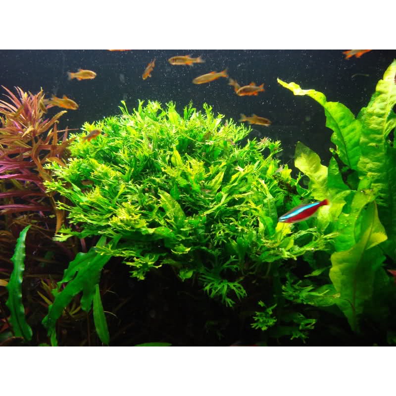 Cây thủy sinh Dương xỉ sừng hươu