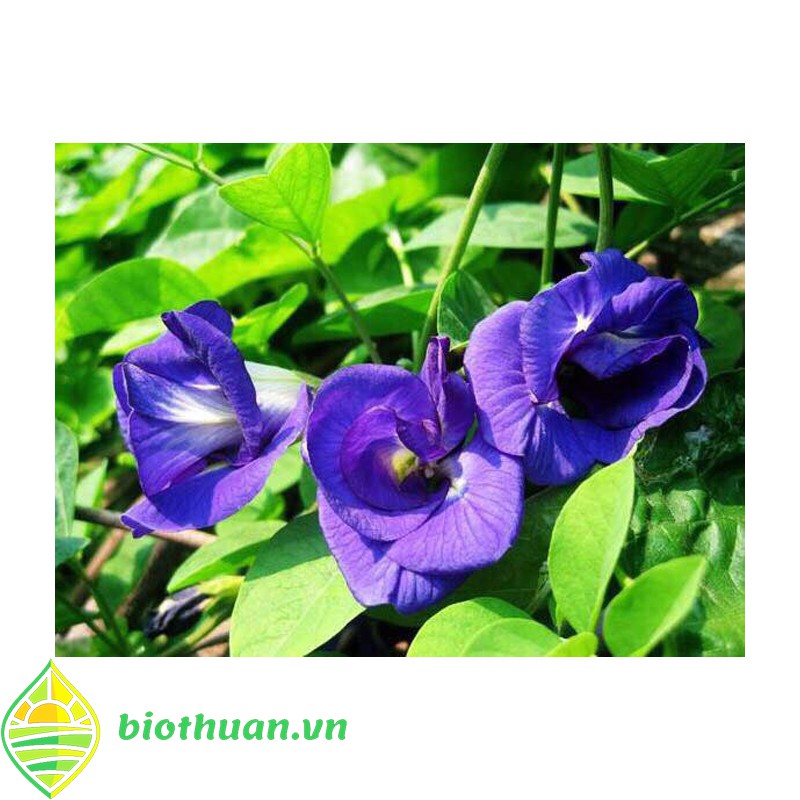 Hạt Giống Hoa Đậu Biếc